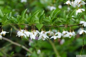 Styrax japonica                  